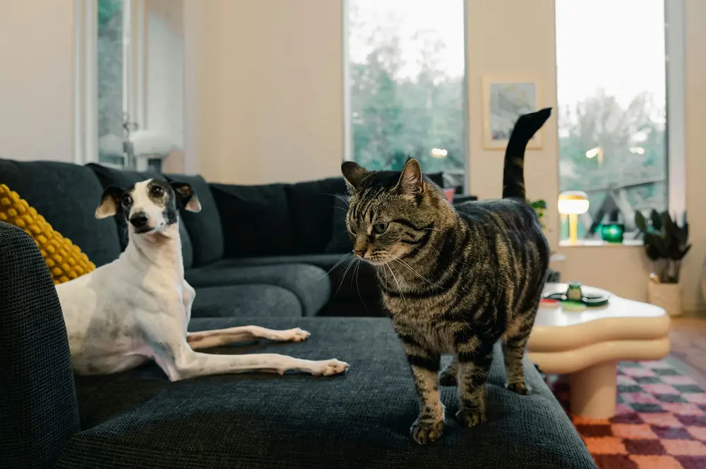 Katze und Hund auf Sofa